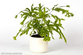 Orliczka kreteńska - Pteris cretica