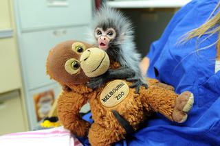 Australia: Pluszak został mamą osieroconej małpki ZDJĘCIA
