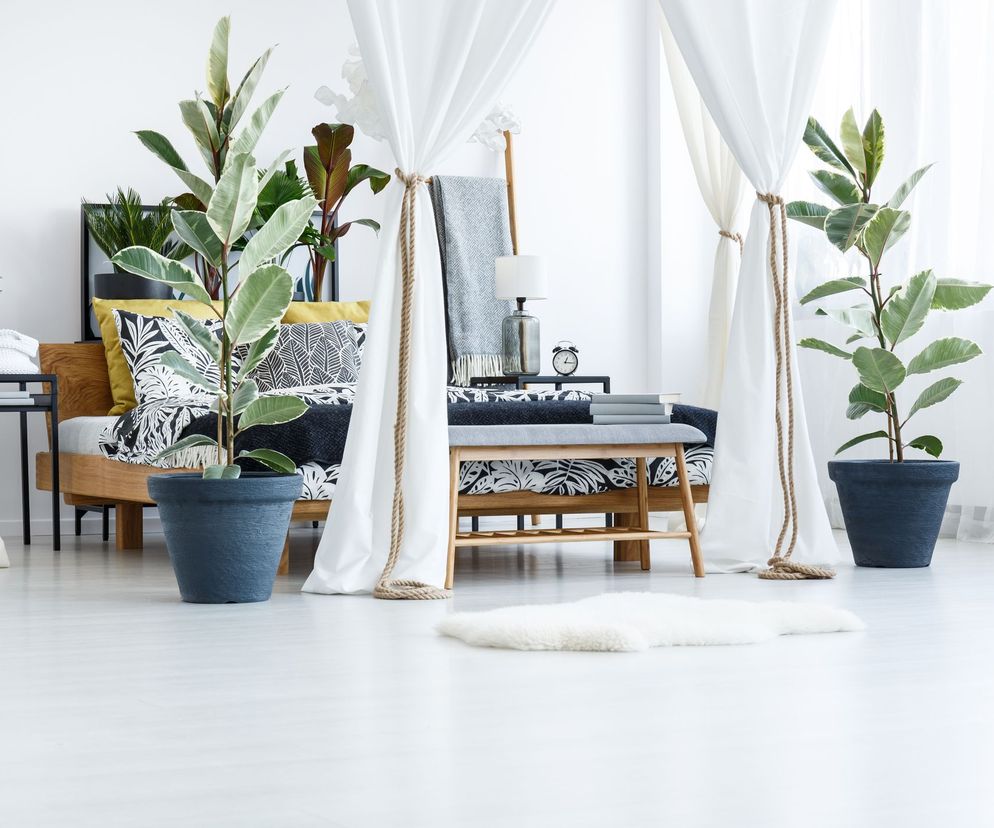 Fikus - trujący figowiec