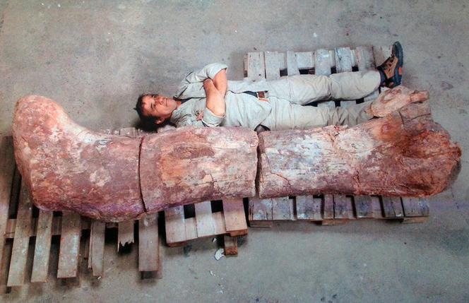 Szkielet największego dinozaur na świecie