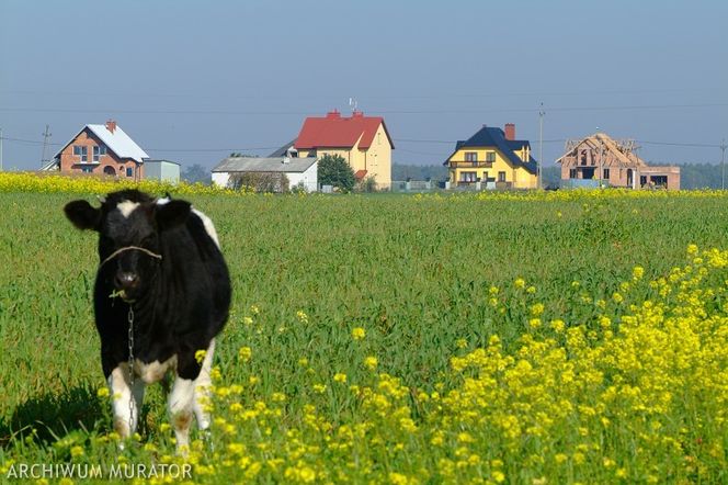 Krowa