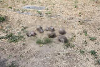 Zielona Góra. Seryjny morderca jeży Przemysław P. znowu zatrzymany przez policję