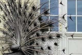 Ogród dendrologiczny w Przelewicach 2024