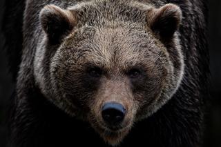 Niedźwiedź zaatakował kobietę w Bieszczadach! Trafiła do szpitala