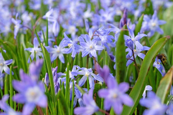 Śnieżnik lśniący (Chionodoxa luciliae)