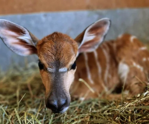 W bydgoskim Zoo przyszła na świat mała antylopa. Ma na imię Nutella