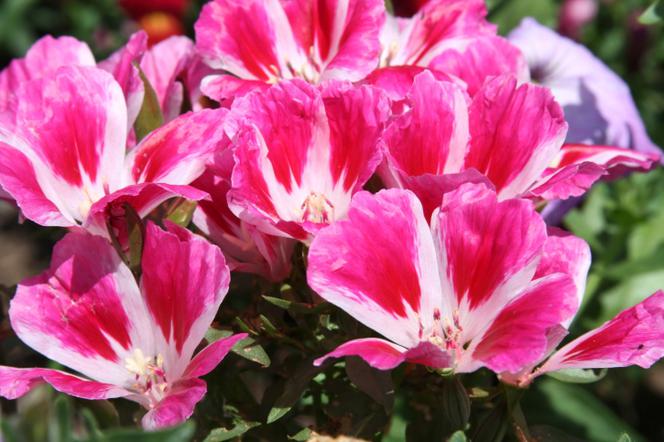 Godecja wielkokwiatowa - Godetia grandiflora