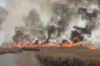 Biebrzański Park Narodowy. Ogromny pożar niszczy przyrodę i zabija zwierzęta [ZDJĘCIA, WIDEO]