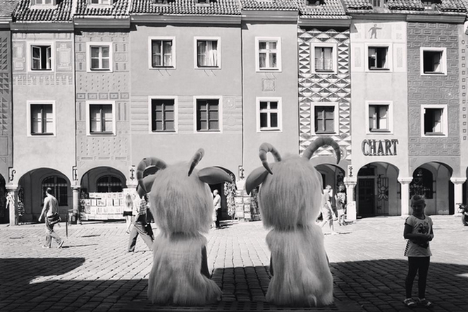 Poznańskie koziołki na Starym Rynku lecz w nietypowym dla siebie miejscu....