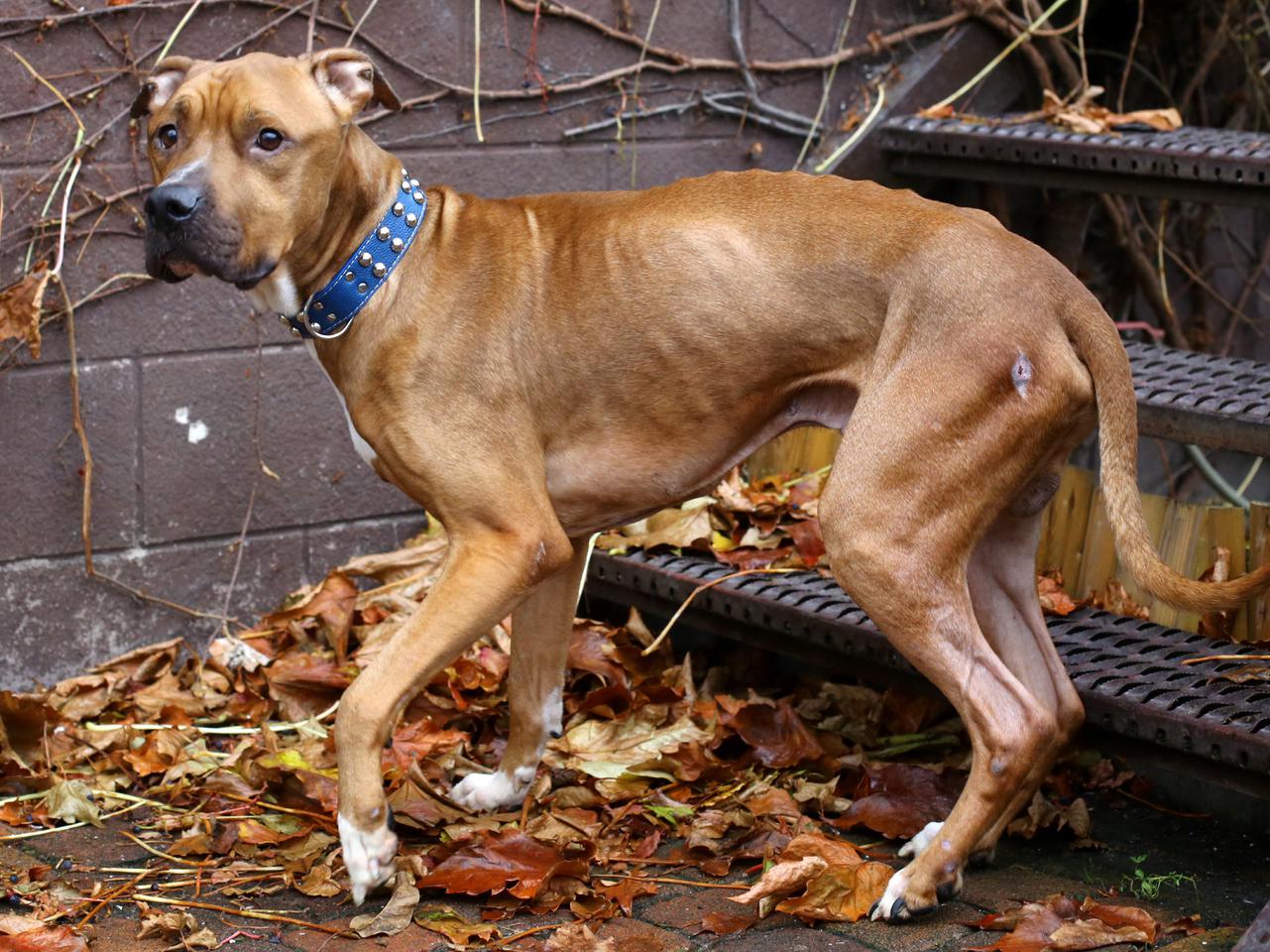 Pani chciała mnie zagłodzić