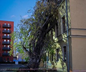 Polska pod naporem wichur! Strażacy nie mieli chwili wytchnienia