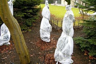 Zabezpieczenie roślin przed zimą