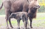 Młodą żubrzyczką w bydgoskim zoo opiekują się babcia i mama. Ona jest od chmur zawracania!