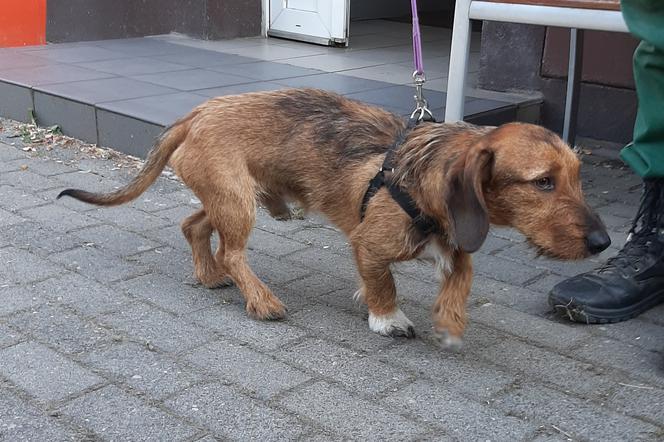 Poznań: Pies błąkał się po ulicy! Właściciel poszukiwany! [SZCZEGÓŁY]