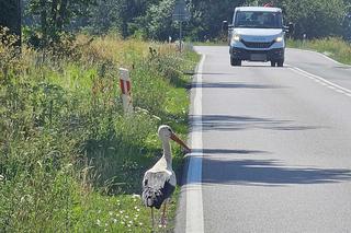 Bociany nietypowe zagrożenie na drodze.