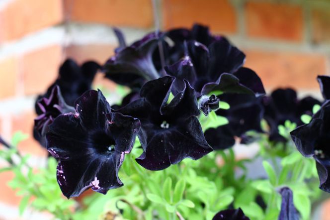 Petunia
