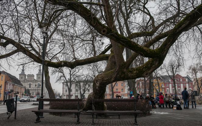 Polskie klony na europejskie salony