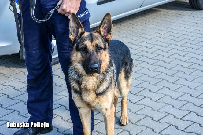 Policyjne psy w Lubuskiem - ARES (Zielona Góra)