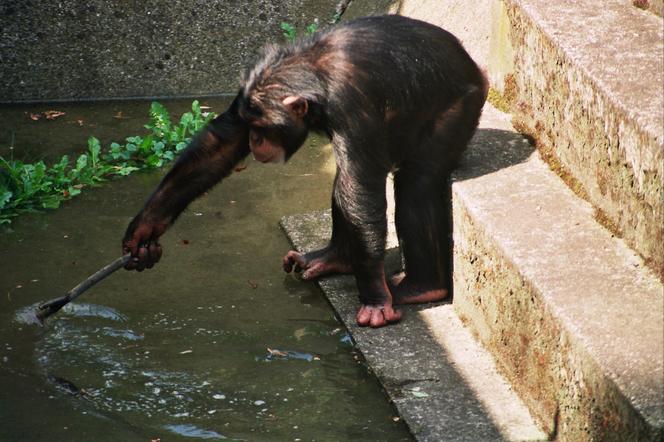 Powódź tysiąclecia we Wrocławiu. Zobacz, jak ratowano zoo przed wielką wodą 