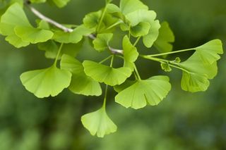 Miłorząb japoński (ginkgo biloba): właściwości lecznicze