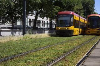 Tramwaje na zielonym – zielone torowiska zmieniają miasta, zamiast betonu naturalna roślinność 