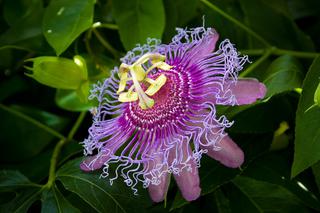 Passiflora - męczennica – Kwiat Męki Pańskiej - skąd taka nazwa? Wyjaśniamy i radzimy jak uprawiać