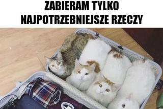 Chcesz poprawić sobie humor? Te memy ze zwierzętami rozbawią cię do łez!