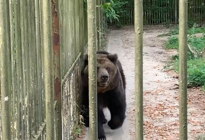 Jak zimą radzą sobie egzotyczne zwierzęta w bydgoskim zoo?