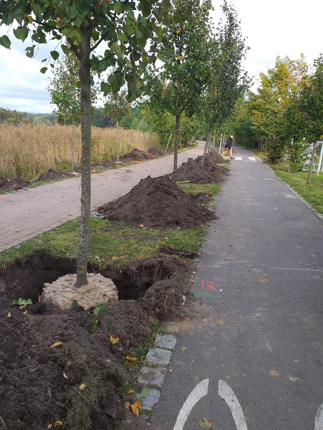 Nowe drzewa nad jeziorem Długim. Dlaczego stare zostały usunięte? [FOTO]