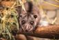 Nocny akrobata z Indonezji zamieszkał we Wrocławiu! Poznajcie nowego lokatora Zoo