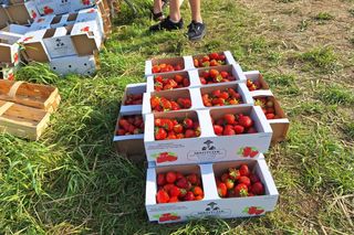 Samozbiory truskawek u Manfreda Skrzypczyka