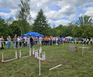 Festiwal Przyjaciół Zwierząt w Olsztynie. Park Centralny opanowały radosne pieski