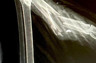 Zwyrodnialcy strzelają do bocianów [GALERIA}