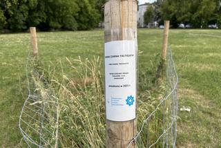 Drzewa zniknęły ze skweru przy ul. Mińskiej