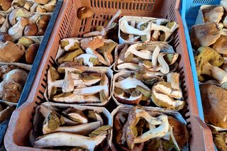 Ceny grzybów na rzeszowskich targach