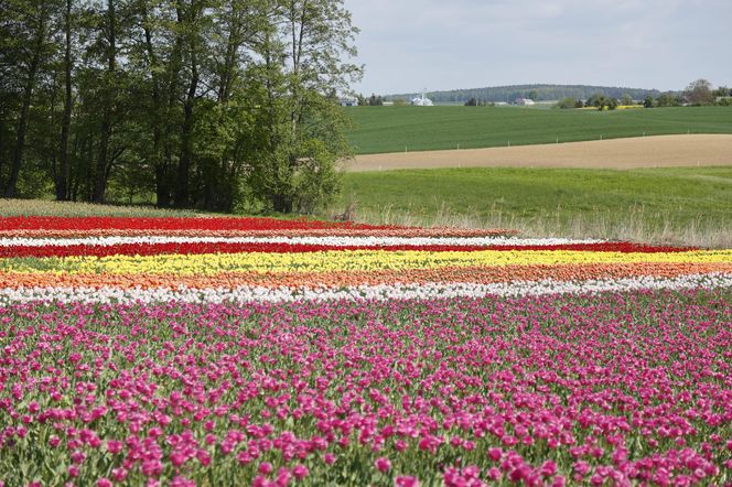 Świto Tulipanów 2025
