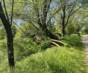 Najdłuższy park w Polsce jest w Krakowie. Ledwo widać go na mapach, a jest pełen atrakcji