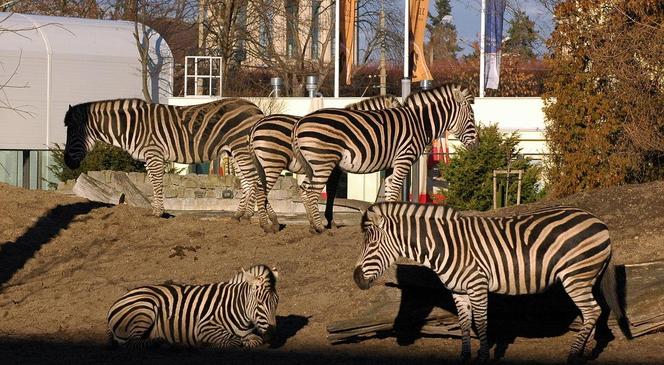 ZOO Wrocław - bilety, cennik 2023, godziny otwarcia. Jak dojechać? Mapa, parking