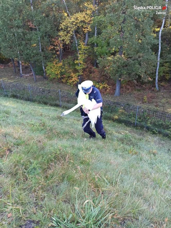 Policjanci uratowali łabędzia. Ptak błąkał się po zabrzańskim odcinku DTŚ