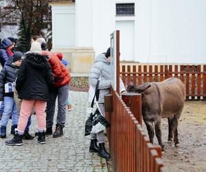 Żywa szopka bożonarodzeniowa w Warszawie