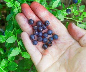 Plamy z owoców: czym domyć ręce po czarnych porzeczkach, jagodach, śliwkach i grzybach?