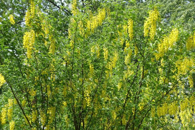 Złotokap zwyczajny - Laburnum anagyroides