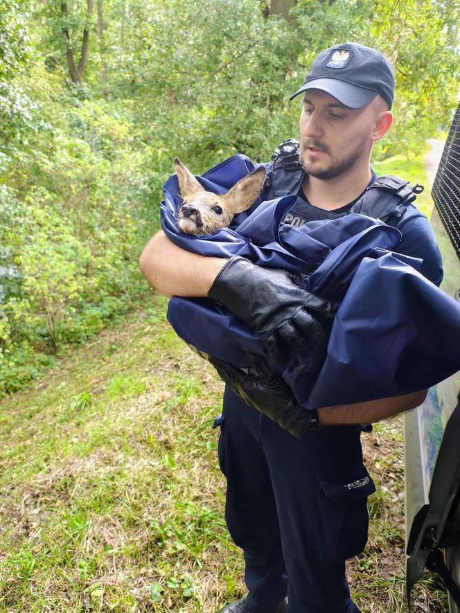 Policjanci uratowali tonącą sarenkę