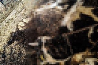 Piekło zwierząt w Idzbarku koło Ostródy. Gospodarz zatrzymany