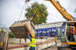 Lipy znikają z pl. Powstańców Warszawy. Przesadzają je na Jagiellońską