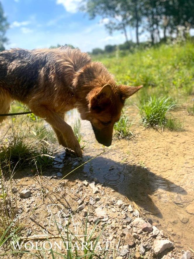 Kiara czeka na adopcję w zamojskim Schronisku dla bezdomnych zwierząt w Zamościu