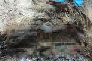 Wierzchowo: Przerażający widok, którego nie da się zapomnieć. Ludzie zgotowali psu koszmarny los