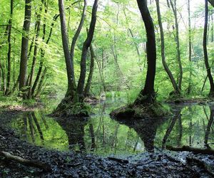 Poleski Park Narodowy