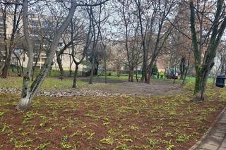Kraków będzie jeszcze bardziej zielony. Trwają prace w kolejnych parkach 
