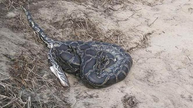 Ogromny wąż leżał na brzegu rzeki! Okazało się, że to Boa dusiciel!